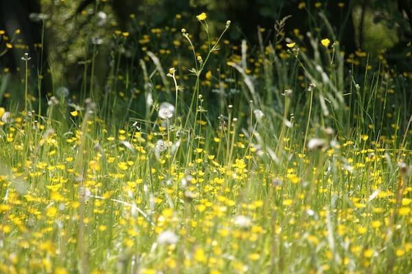 Flowers in Field Asthma Trigger